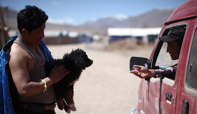 小超侃事|曾以拥有纯种为荣，如今成野狗，炙手可热的藏獒为何被“弃养”？