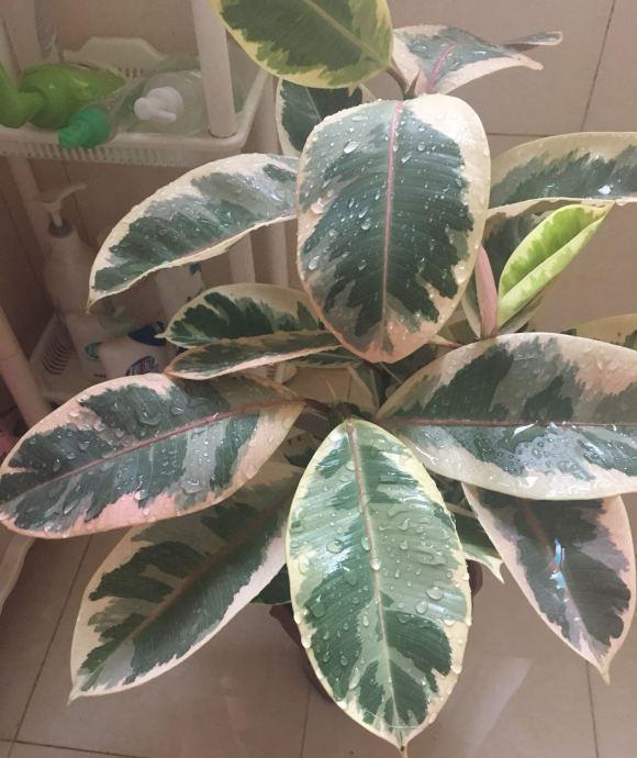 向阳园艺 对植物不了解，房子装修完了，又想养棵绿植，橡皮树是最佳之选
