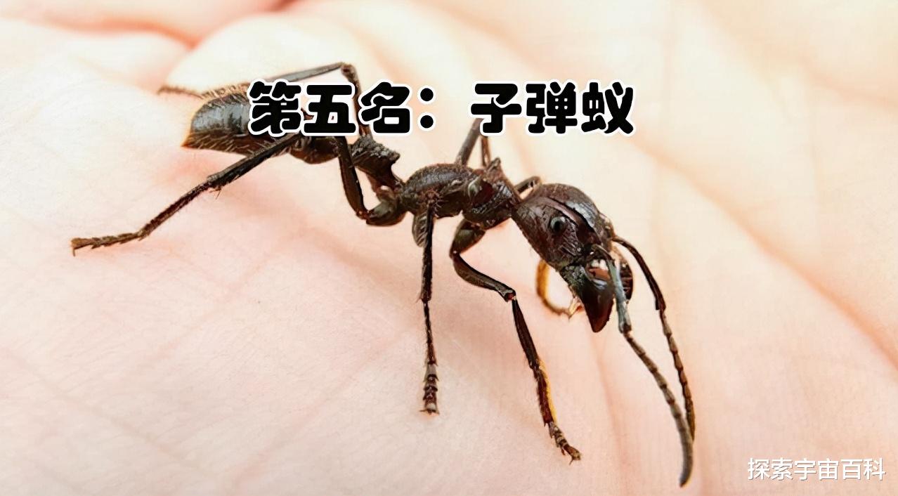 航天员 盘点陆地上毒性最强的生物，只可远观而不可亵玩焉