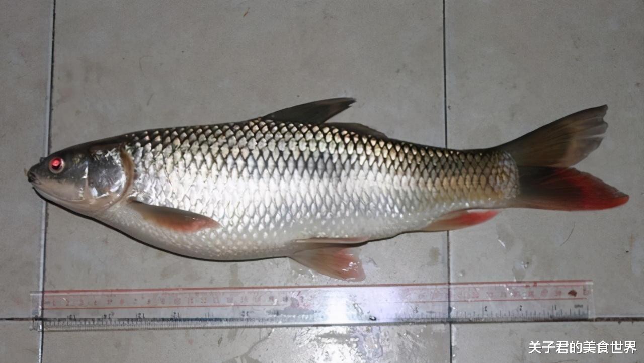 |它入侵我国40年，逐渐本土化，网友才发现：难道这不是本土鱼？