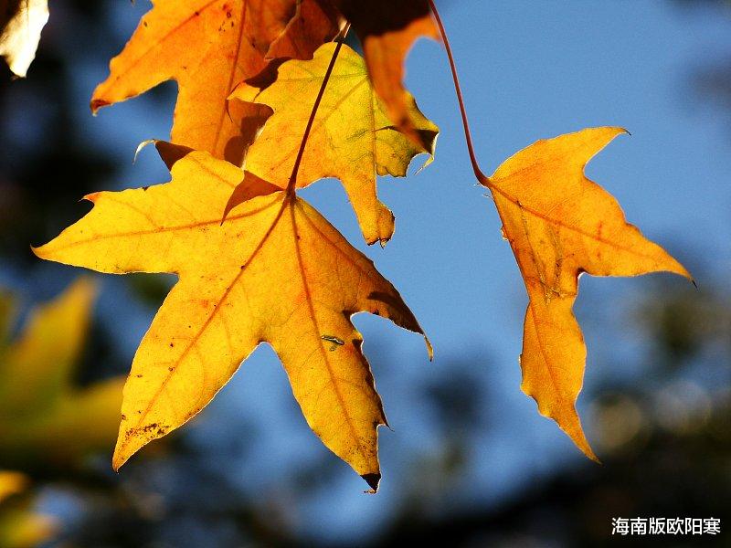 海南版欧阳寒 天明初秋，静语禅思