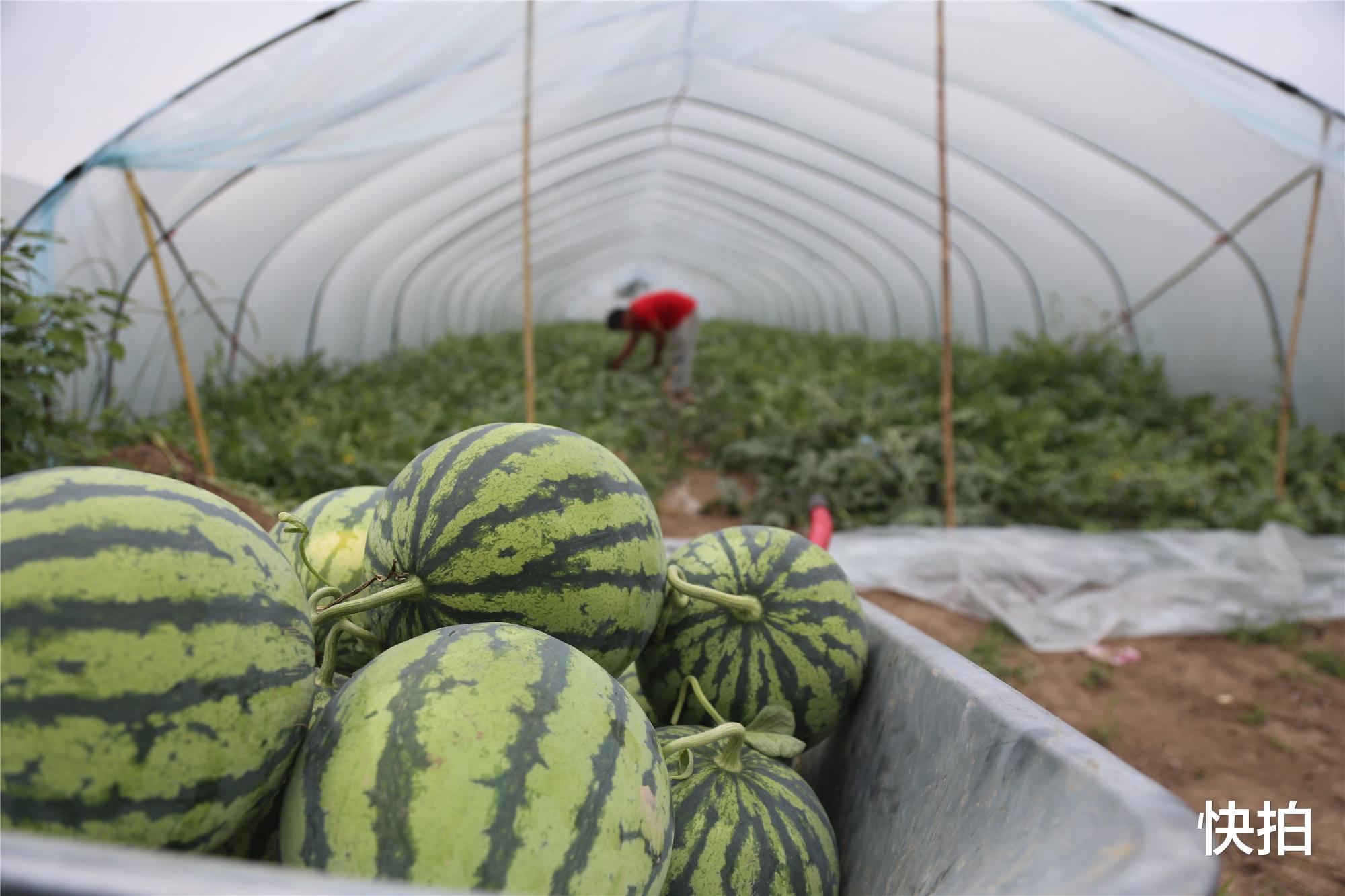 快拍 安徽小伙学做心形瓜称一个能卖300，老师傅看后说，30块钱也没人要