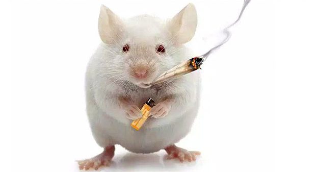 戒烟|成功戒烟5个月,算成功吗?最佳戒烟年龄是多少?医生告诉你答案