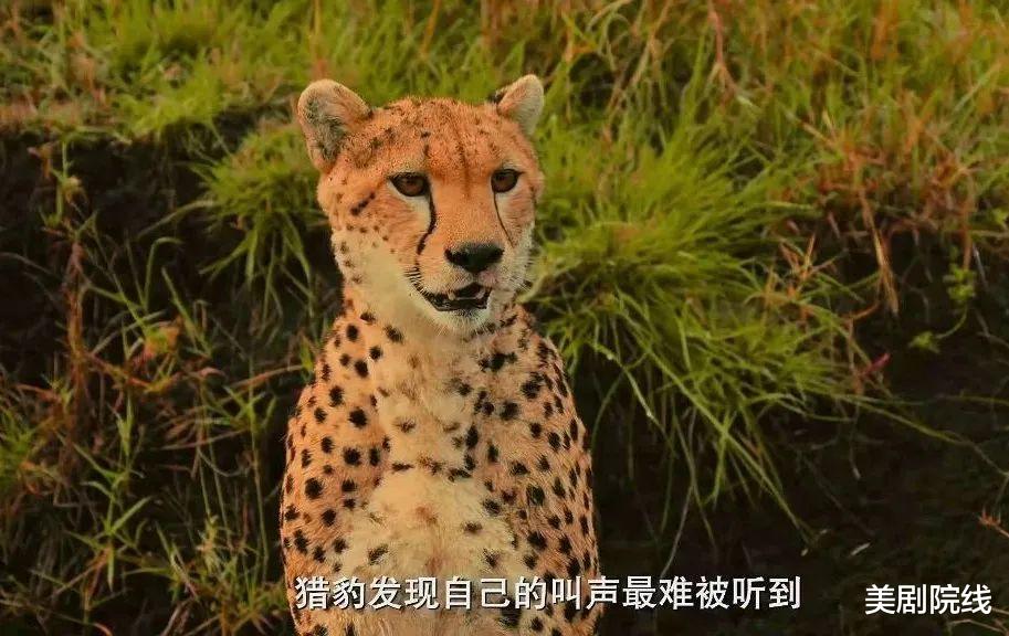 大象 豆瓣9.2，这才是我们现在要看的神作，就该打五星