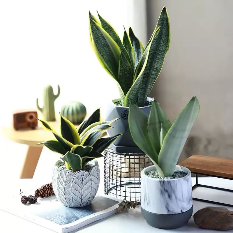 卧室不要乱养花,4种“催眠花”,净化夜间空气,一觉睡到大天亮