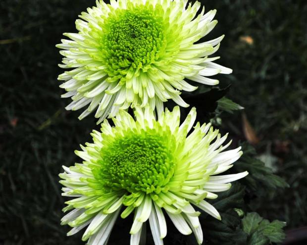 |几月出生的人,文武双全,才华横溢,后劲强大,从年轻富裕到中年