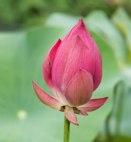 星临天下|8月中旬，4属相运势上升，财运亨通，事业节节攀升，顺风顺水