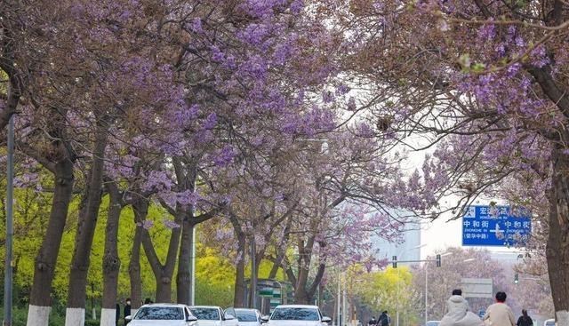 迷路小星星 北京这条公路花开之时,变身紫色画廊,5公里花香伴你左右