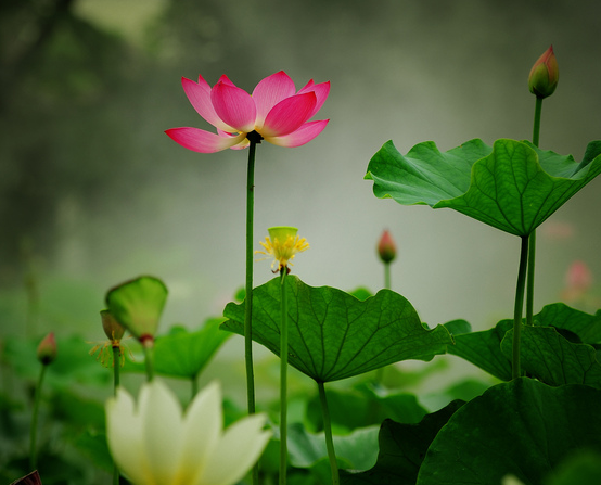 摩羯座|步入6月中旬，4属相迎来开门红，桃花上上签，爱情开花结果