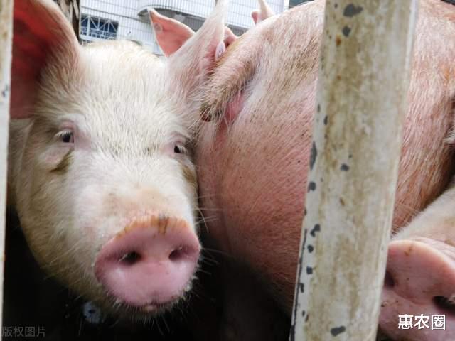 猪肉 今年下半年猪价、猪肉价格如何?“天价猪”将会一去不复返了吗?