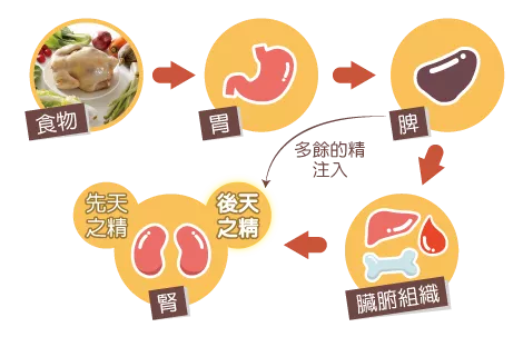 女孩 肥胖的原因很复杂，不一定是吃出来的！跟着老中医认识肥胖的五种类型和七种疗法