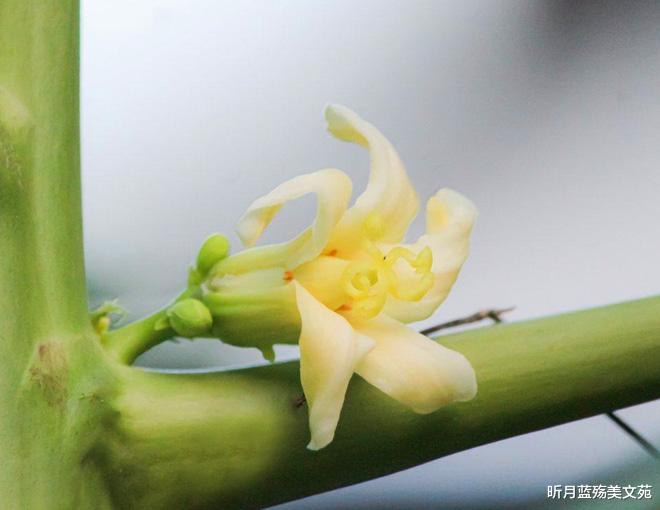 昕月蓝殇美文苑|有一种温柔，芬芳了流年