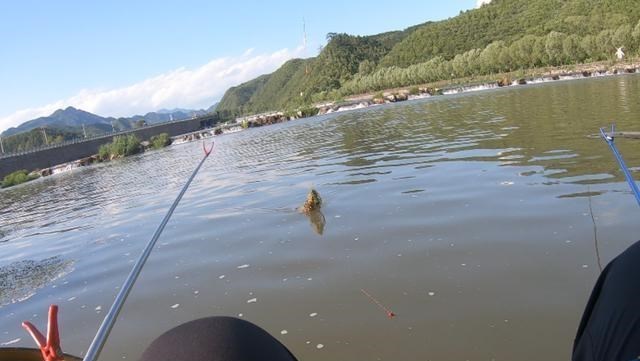 北京市|别急着在深山老林里找大鲶鱼，这东西味道不错！北京钓鱼很严肃！