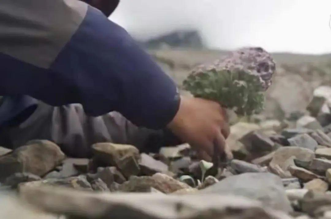 男子花100元买盆花，警察半夜找上门，结果悲剧了