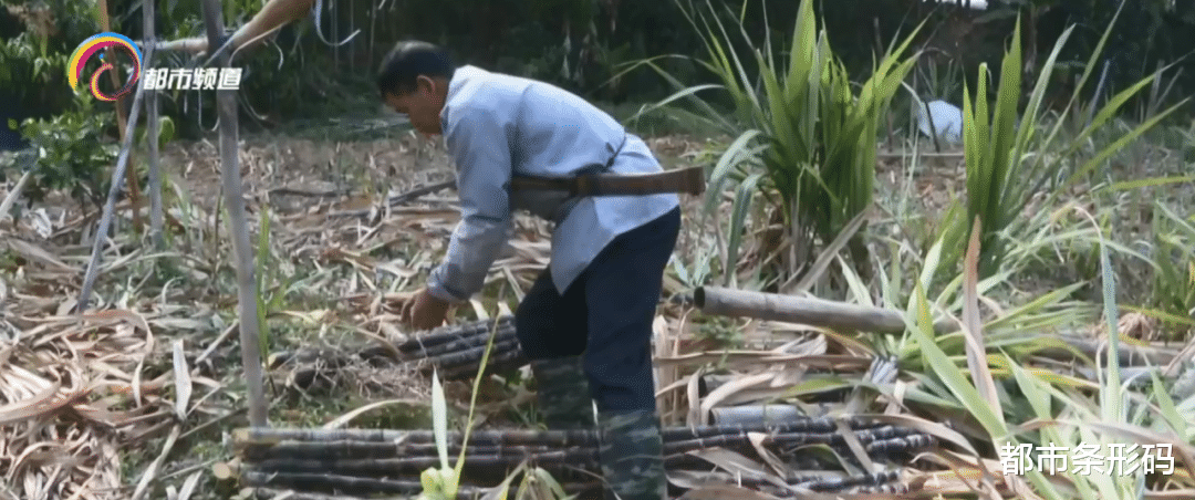 都市条形码 傣族传统制糖人玉旺的甜蜜生活