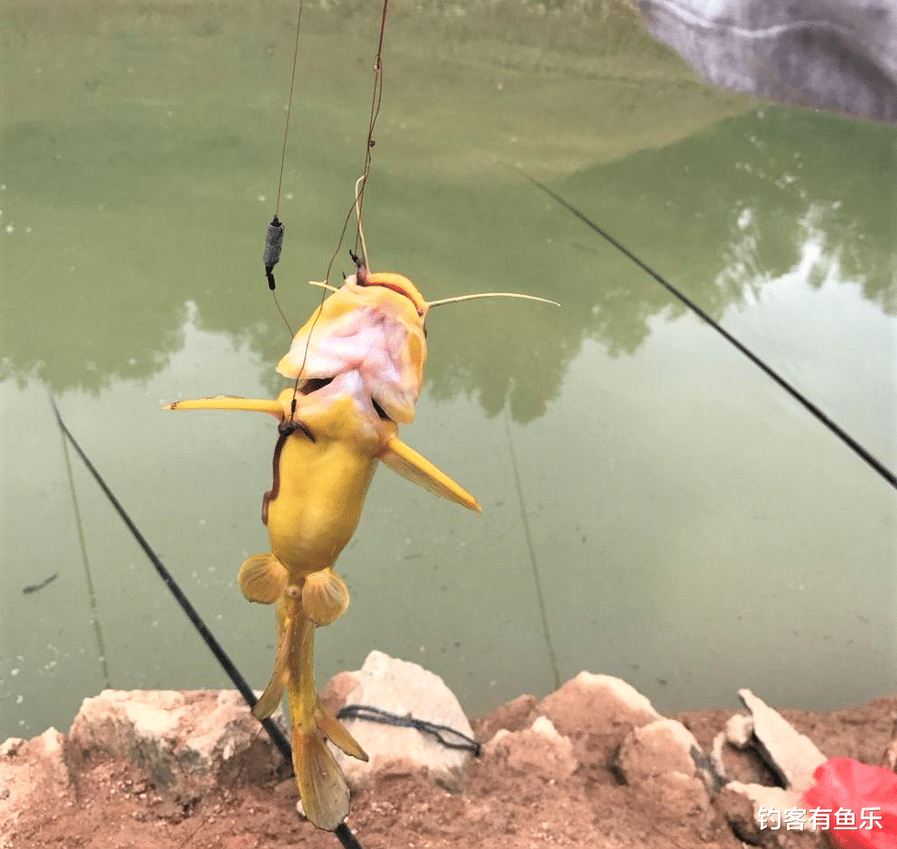 |冬季可以钓的鱼不止鲫鱼一种；这种自制的酒米，天冷钓鲫鱼可连竿
