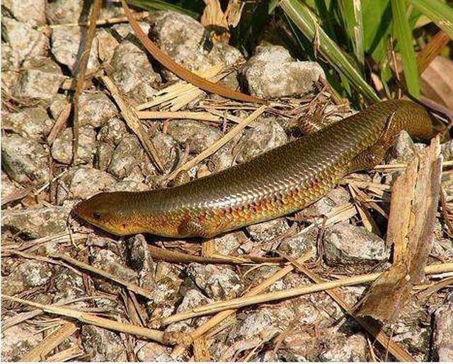 爬行动物 俗称“猪婆蛇”，像泥鳅却有四条腿，常在田边晒太阳，是益虫吗？