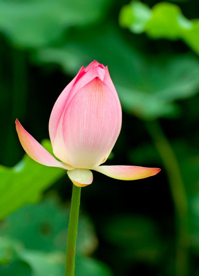 星临天下|7月2日开始，鸿运当头，4属相横财连发，生活越来越精彩