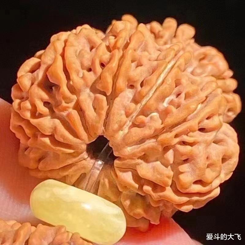 文玩|多瓣大金刚27尺寸，金刚文玩圈里不灭的神话！
