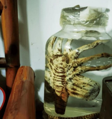 揭秘历条 “刚到玉米地方便，就感觉前方有动静”，这该怎么办？在线等！