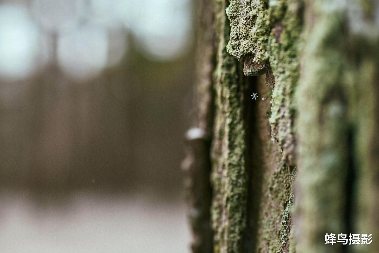 30张罕见的照片,鸟居然可以坐着吃饭,图2这猫是地球生物吗