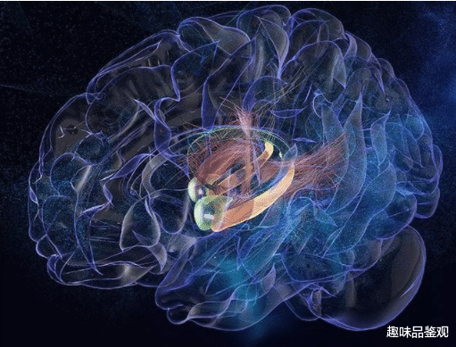 海龟|人类3岁之前都做了些什么？科学家已找到方法，提取3岁前的记忆
