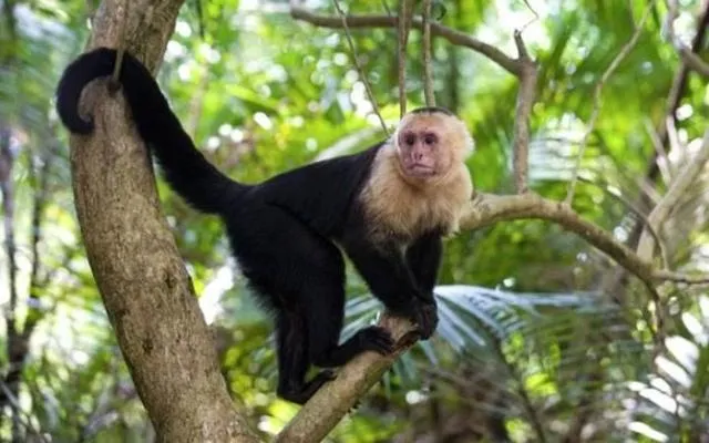 石器时代 地球将诞生新的“智慧生命”？又一生物进入石器时代，人类受到威胁