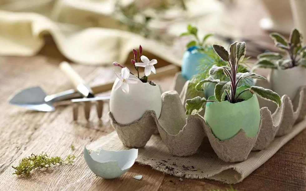 这种厨房垃圾不能扔，加工后养花，比花钱买的肥还温和好使