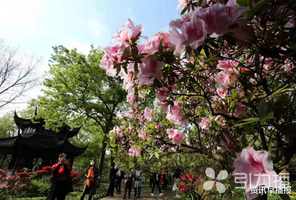 资讯早播报 数十个品种各色杜鹃争芳斗艳 苏州拙政园杜鹃花节开幕