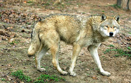 棕熊 狼群与棕熊的夺食大战,合作与力量的大比拼,谁会更胜一筹?