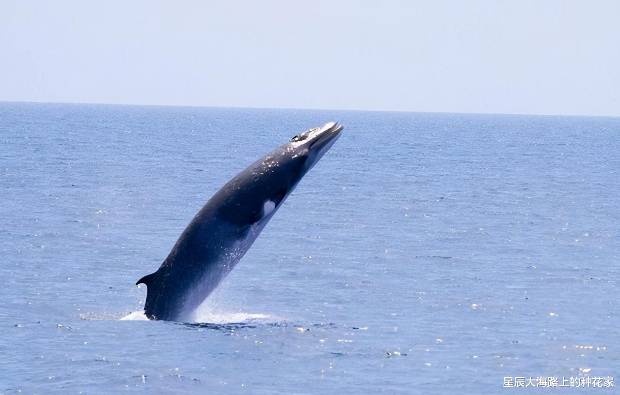 传说中的大海蛇，已有几千年目击记录，为什么没留下任何证据？