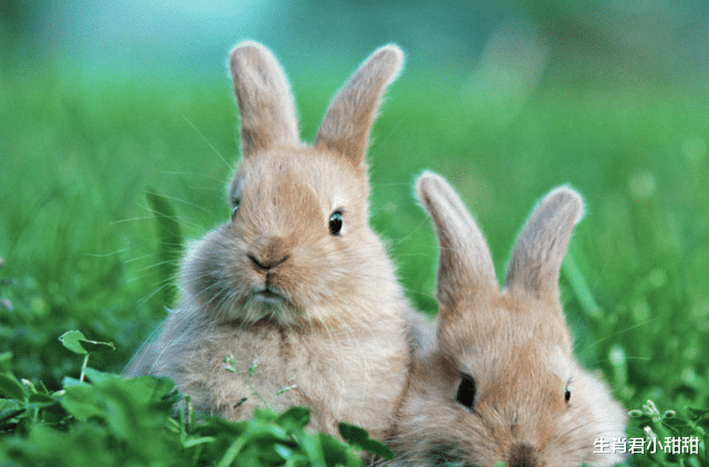 属兔|不放过细节，属兔人尽善尽美将工作处理好，严谨态度得到领导认可