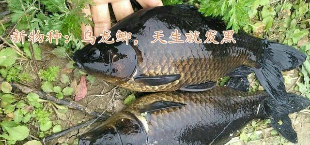 宓孤林|新物种？广州钓友水钓起许多“黑鲫鱼”，钓友：怕吃出问题