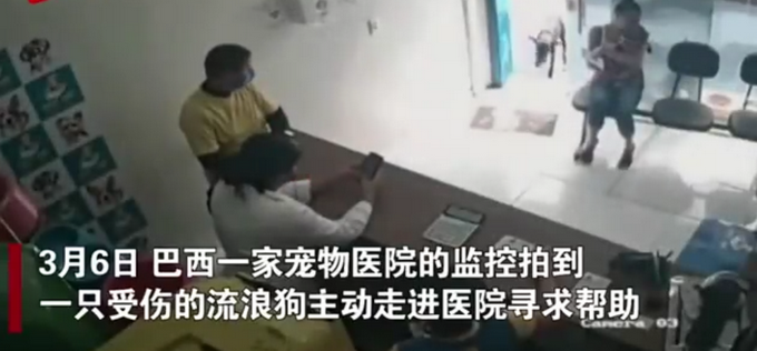 舜網 巴西一流浪狗受傷后走入診所，還主動向醫生展示傷口，醫生都驚了
