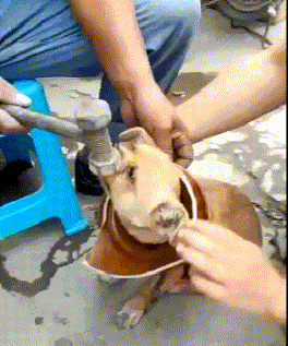 铭洋说育儿|神回复：用叔叔阿姨造句，必须同时得罪两个人，评论区大神够狠！