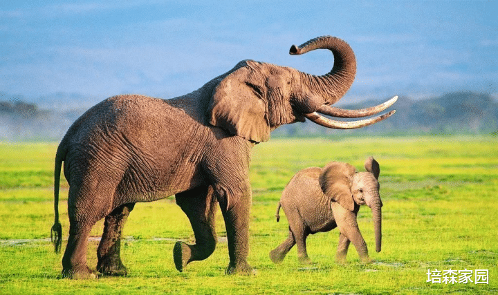大象 动物们的花式降温方式
