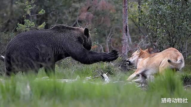 狼群有没有可能像东北虎那样，将冬眠的熊拖出来吃掉呢？