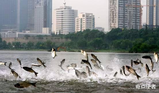 动物真能感知地震？日本地震前鱼曾跃出水面，树上的鸟也受惊飞起