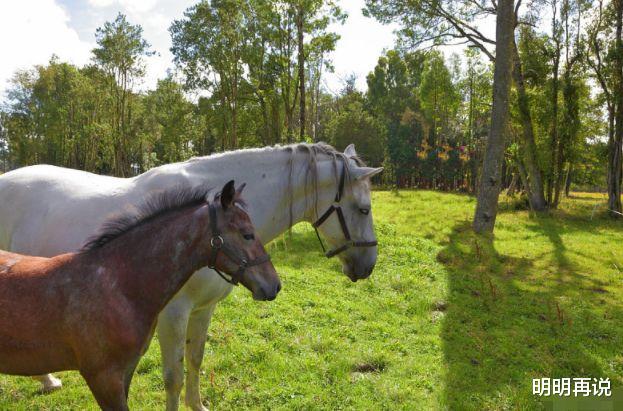 明明再说 属马人:四月,由于“大耗”凶星徘徊左右,看看是什么?