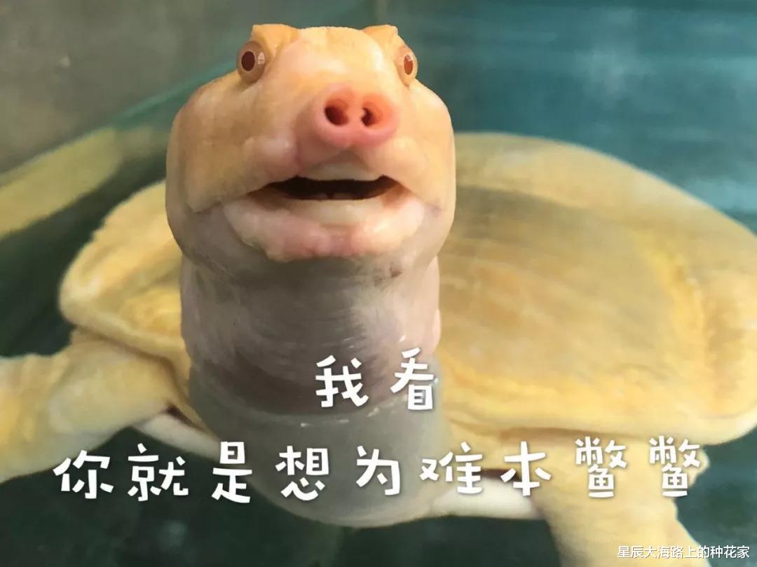 星辰大海路上的种花家 不小心被乌龟咬到，越咬越紧，打死也不松口，怎么办？