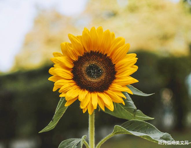 昕月蓝殇美文苑 心中有你，珍惜一生