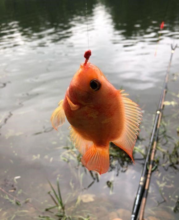 漠阳江|这鱼在漠阳江快泛滥了，钓鱼人：到处都是，所幸还好吃