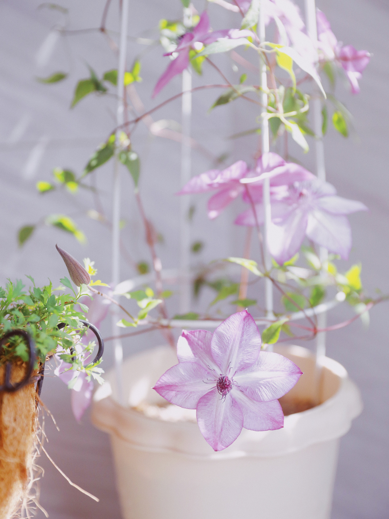 5㎡小阳台，打造治愈系小花园，一个人完成了阳台花园的所有改造