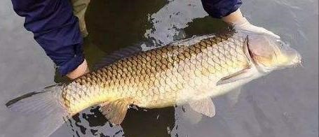 深水区|湖南一男子野钓收获“鳜鱼王”，20多斤重比煤气罐高，网友：放生