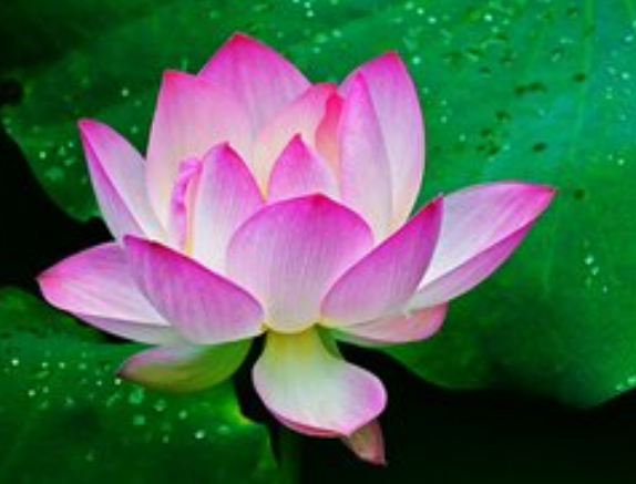 属龙|6月开始，4属相横财大发，桃花旺盛，事业顺利，富贵双全