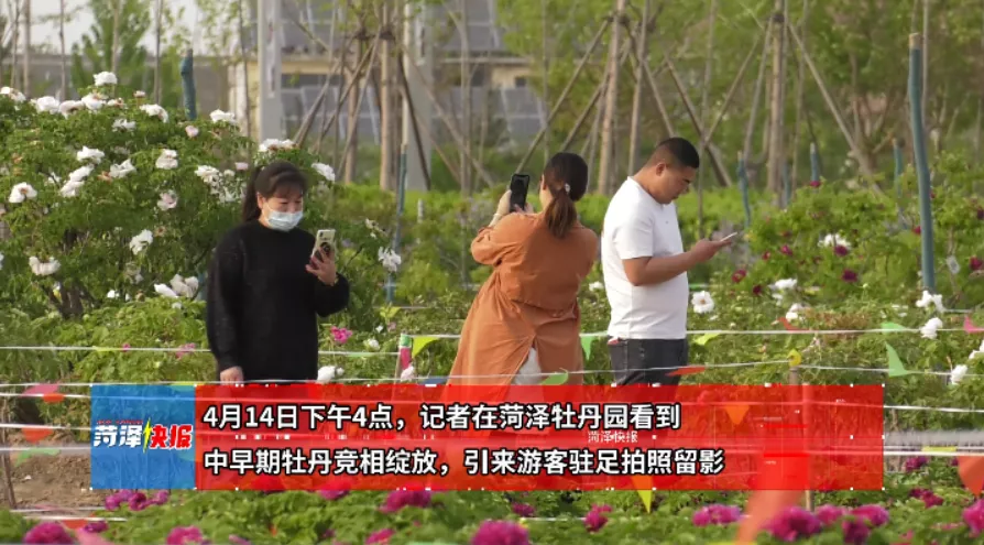 牡丹晚报 “菏泽一牡丹园花没开”上热门?菏泽人力证事实!发文网友已致歉
