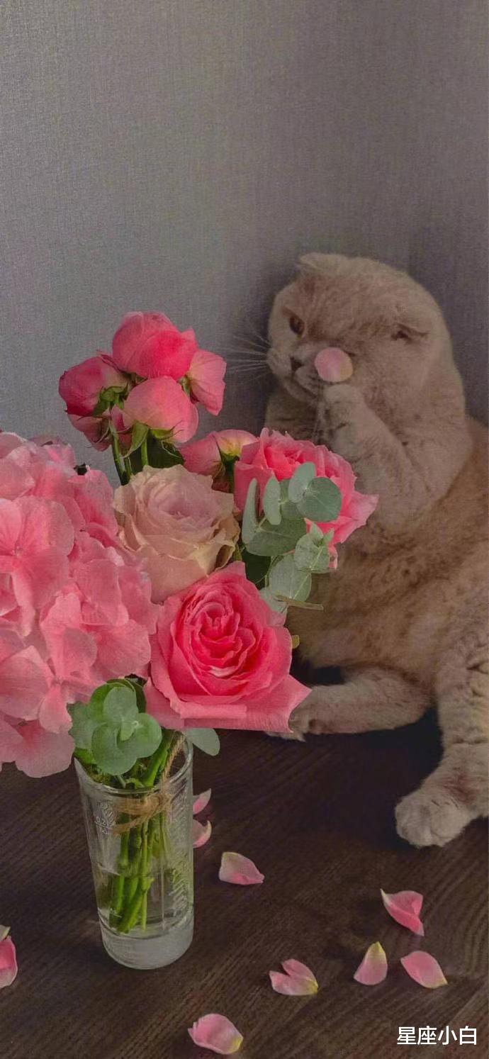 星座小白|不做作有态度，颜值还很高的三大星座