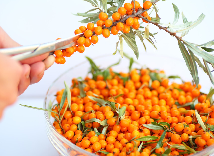 胆固醇|三伏天吃一口等于10斤洋葱,心血管医生:胆固醇高不妨多吃,脑梗不来