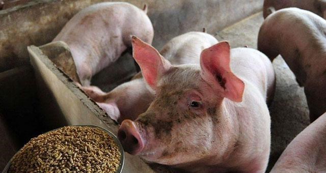豬價暫時不降瞭？養殖戶虧損嚴重，預測下半年出現“最低價”？-圖4