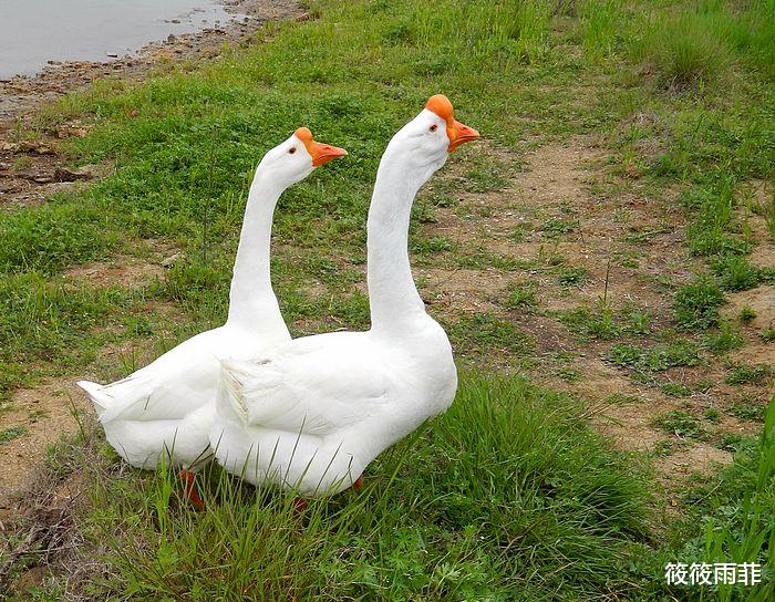 霍金 动物被自己天敌属性克制的程度有多么恐怖？